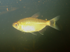 Moenkhausia oligolepis