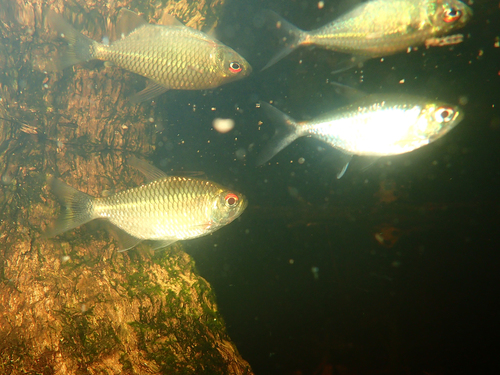 Bario oligolepis