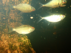 Moenkhausia oligolepis