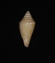 Conus scalaris