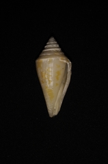 Conus scalaris