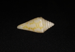 Conus scalaris