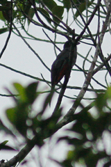 Trogon melanurus