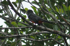 Trogon melanurus