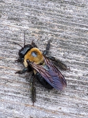Xylocopa virginica