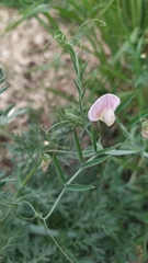 Lathyrus clymenum