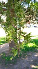 Cedrus libani