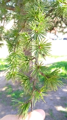 Cedrus libani