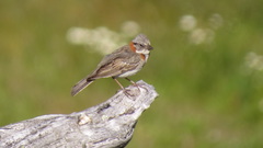 Zonotrichia capensis australis