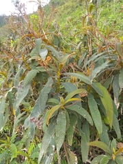 Rhytidophyllum bicolor