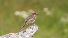 Zonotrichia capensis australis