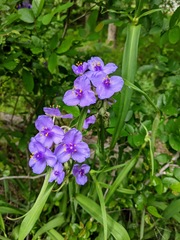Tradescantia humilis