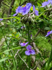 Tradescantia humilis