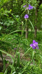 Tradescantia humilis