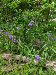 Tradescantia humilis