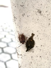 Antiteuchus sepulcralis