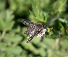 Conophorus fenestratus