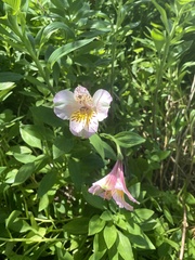 Alstroemeriaceae
