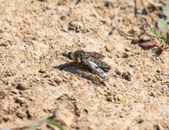 Conophorus fenestratus
