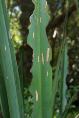 Orthoclydon praefectata