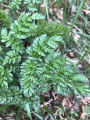 Anthriscus sylvestris