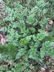 Anthriscus sylvestris