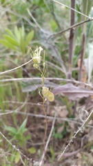 Biscutella auriculata