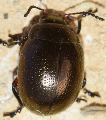Chrysolina baetica