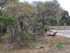 Quercus virginiana