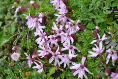 Silene davidii