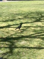 Corvus brachyrhynchos