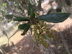 Quercus virginiana