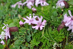 Silene davidii