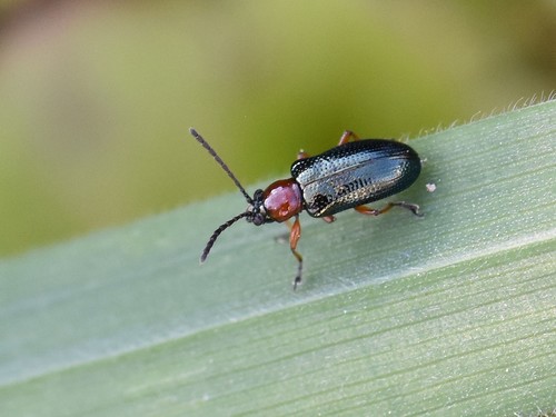 Cereal Shining Leaf Beetle