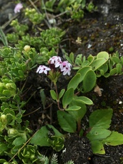 Stevia mandonii