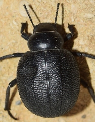 Pimelia rotundata