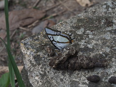 Polyura eudamippus formosana