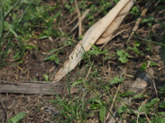 Eragrostis ferruginea