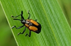 Pentispa aequatoriana