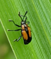 Pentispa aequatoriana