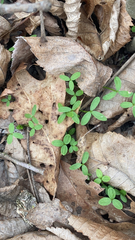 Floerkea proserpinacoides