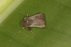 Dasycnemia obliqualis