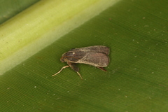 Dasycnemia obliqualis