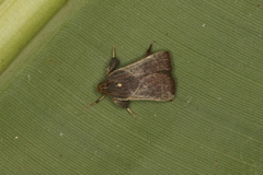 Dasycnemia obliqualis