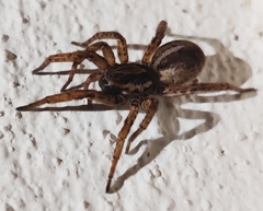 Arctosa personata