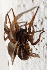 Arctosa personata