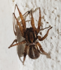 Arctosa personata