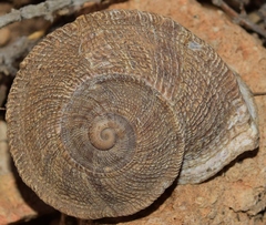 Iberus gualtieranus gualtieranus