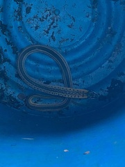 Erythrolamprus melanotus