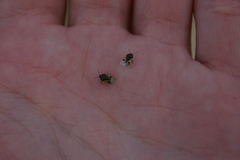 Crocistethus waltlianus